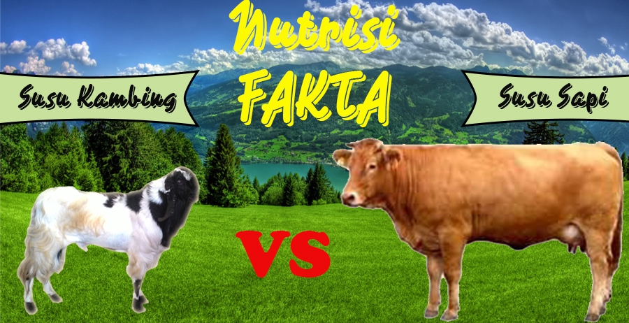 Nutrisi Susu Kambing Akan Membuat Anda Terkejut